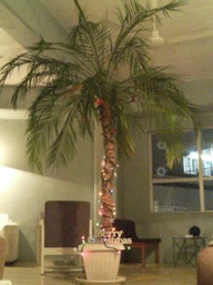 OkinawanXmasTree.jpg